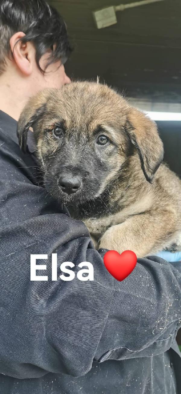 Elsa Splendida Cucciola Simil Pastore In Canile Foto 2